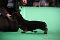 Crufts2011_2 1192